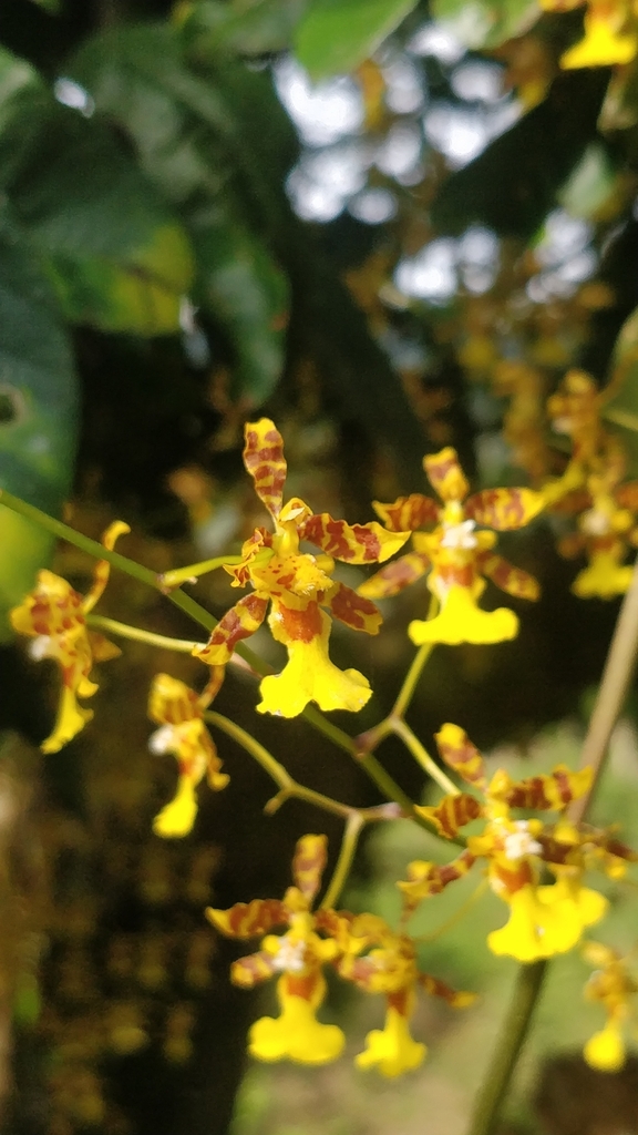 Oncidium hapalotyle