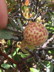 Andricus vacciniifoliae