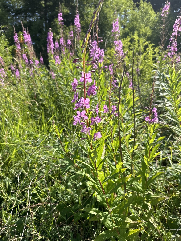 fireweed from Little Patos Island, Samish TDSA, WA, US on July 11, 2024 ...