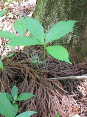 Chloranthus serratus