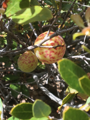 Andricus vacciniifoliae