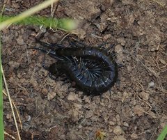 Cormocephalus esulcatus