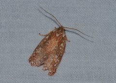 Euchaetis metallota