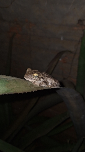 Emerald-eyed Treefrog