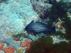 Pareques acuminatus
