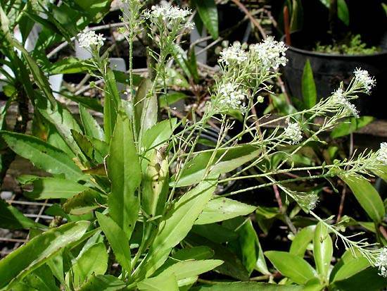 Lepidium serra