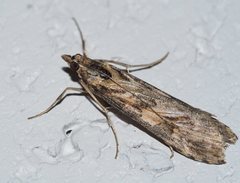Nomophila corticalis