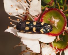 Castiarina decemmaculata