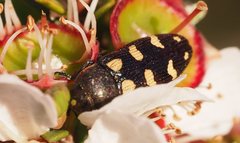 Castiarina decemmaculata