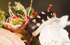 Castiarina decemmaculata