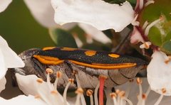 Castiarina xanthopilosa