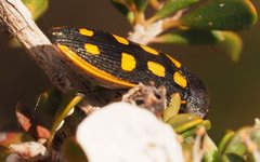 Castiarina xanthopilosa