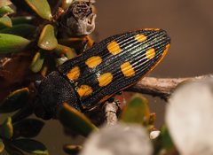 Castiarina xanthopilosa