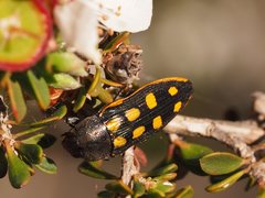 Castiarina xanthopilosa