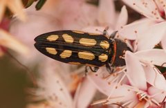 Castiarina parallela
