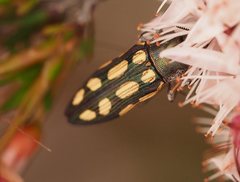 Castiarina parallela
