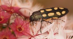 Castiarina parallela