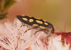 Castiarina parallela