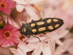 Castiarina parallela