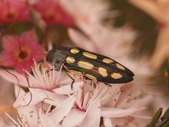 Castiarina parallela