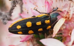 Castiarina xanthopilosa