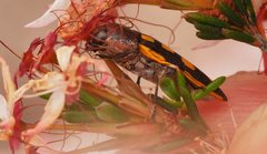 Castiarina xanthopilosa