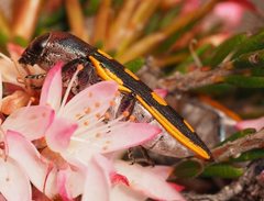 Castiarina xanthopilosa