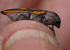 Castiarina xanthopilosa