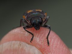 Castiarina xanthopilosa
