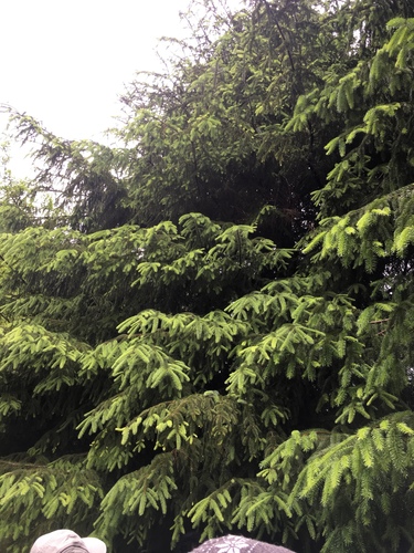 Taiwan spruce (Picea morrisonicola)