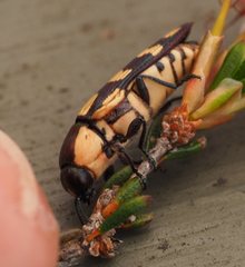 Castiarina decemmaculata