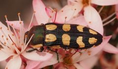 Castiarina decemmaculata