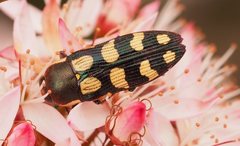 Castiarina decemmaculata