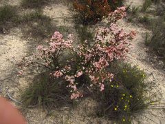 Castiarina decemmaculata