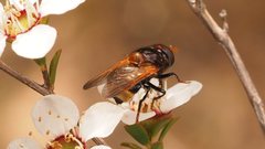 Cyphipelta rufocyanea
