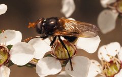 Cyphipelta rufocyanea