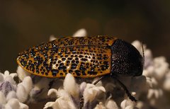 Stigmodera macularia