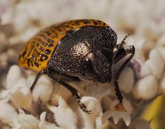 Stigmodera macularia