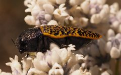 Stigmodera macularia