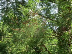 Cryptomeria japonica
