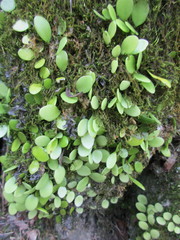 Lemmaphyllum
