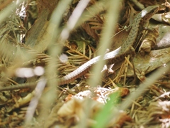 Elgaria coerulea coerulea