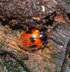 Stenotarsus commodus