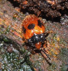 Stenotarsus commodus