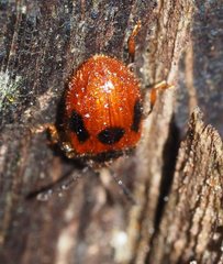 Stenotarsus commodus