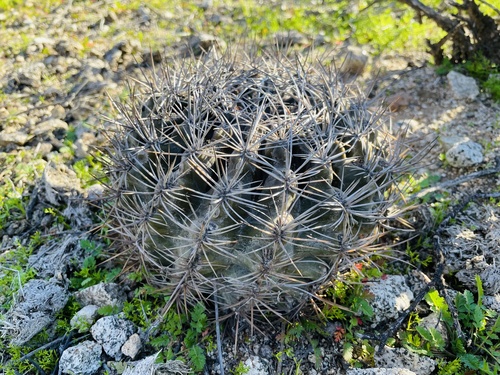 Eriosyce limariensis