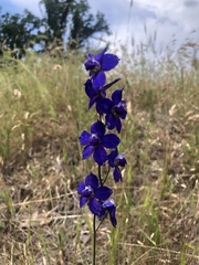 Delphinium hesperium