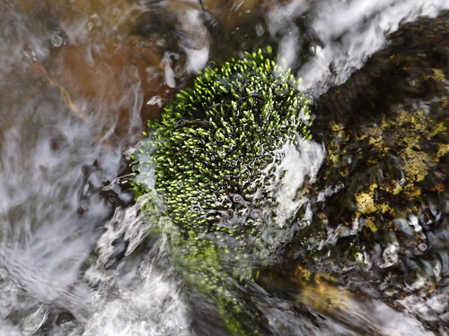 Ochiobryum blandum, 2024-06-03