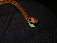 Boiga drapiezii