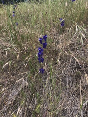 Delphinium hesperium
